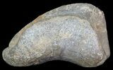 Hadrosaur Toe Bone - Alberta (Disposition #-) #71652-2